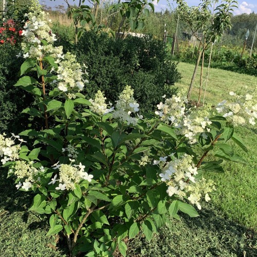 Hydrangea paniculata 'Tardiva' - Aedhortensia 'Tardiva' C10/10L
